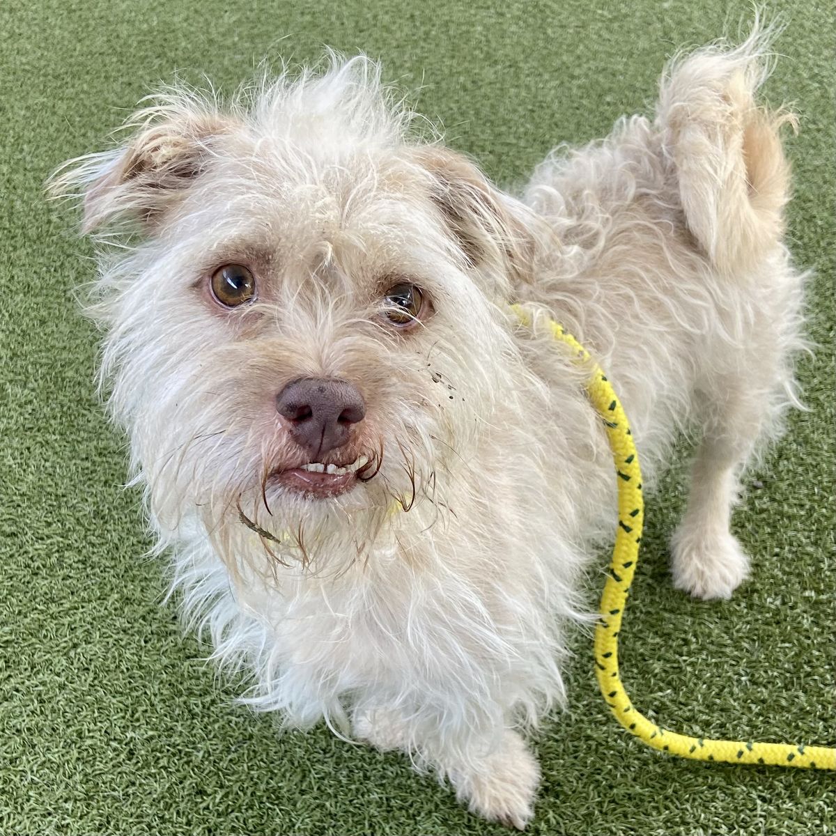 A165014 Joe is Available for Adoption!