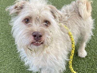 A165014 Joe is Available for Adoption!