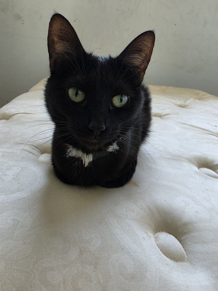 black cat