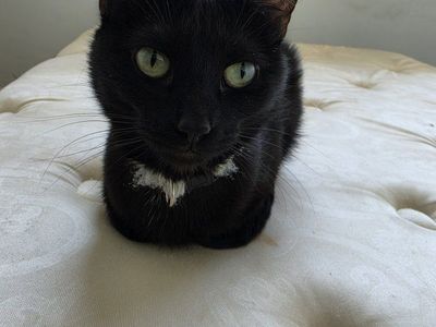 black cat