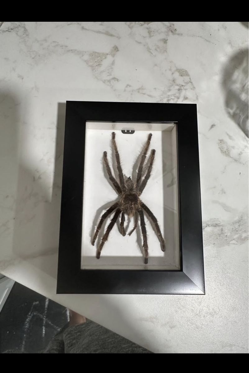 Framed Taxidermy Tarantula Spider in Black Shadow Box Display