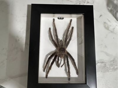 Framed Taxidermy Tarantula Spider in Black Shadow Box Display