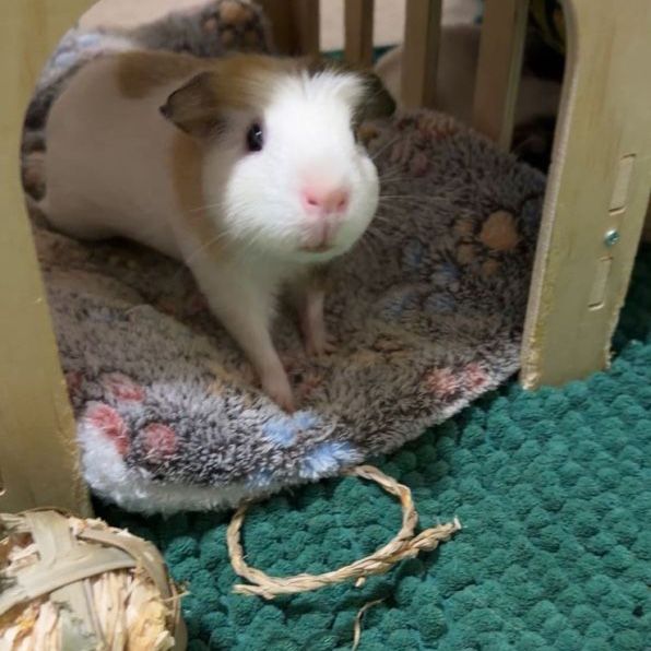 3 female Guinea pigs