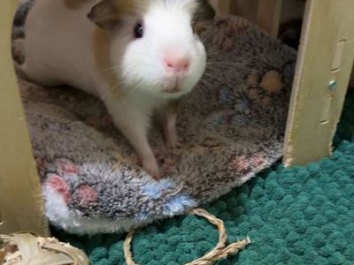 3 female Guinea pigs