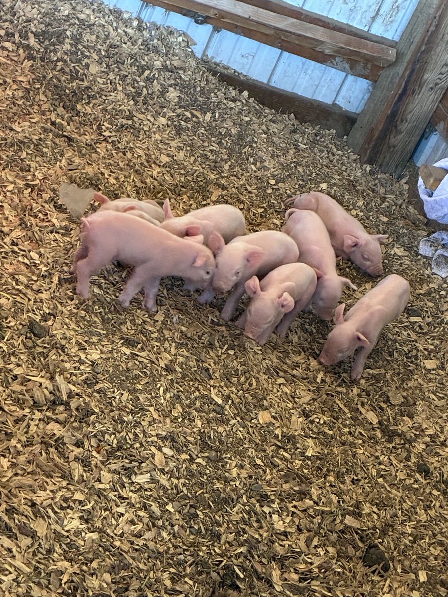 Weiner Piglets Waiting list