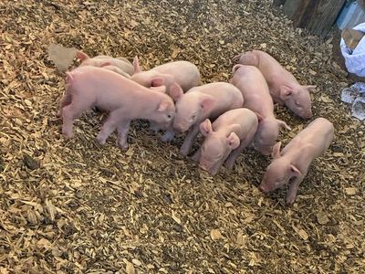 Weiner Piglets Waiting list