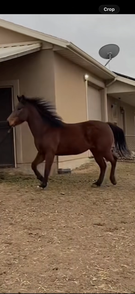 4yo gelding horse for sale