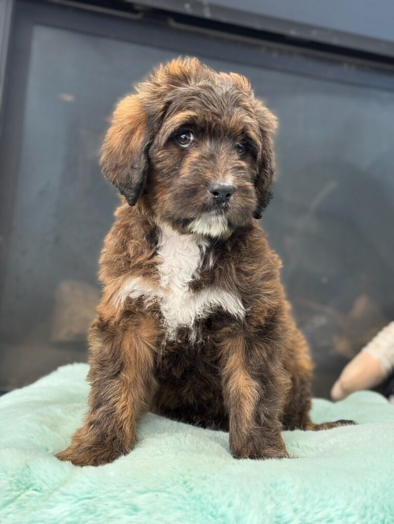 Large Doodles, Standard Poodles, Bernedoodles