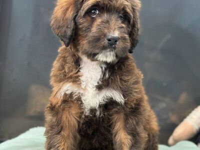 Large Doodles, Standard Poodles, Bernedoodles