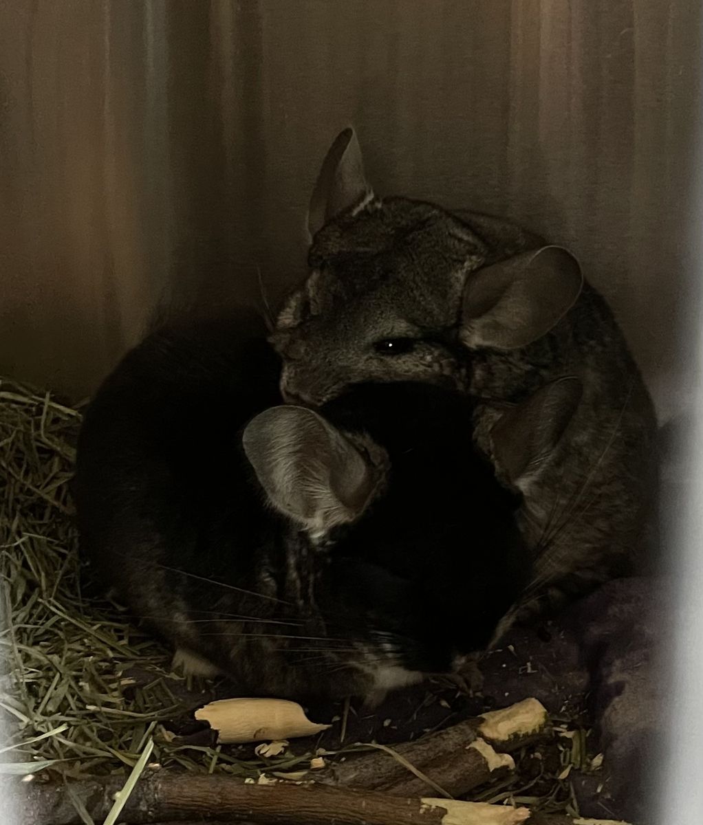 Chinchillas for Adoption: Baxter and Ruby