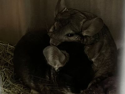 Chinchillas for Adoption: Baxter and Ruby