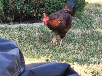 Red and Brown Rooster - Healthy Farm Poultry