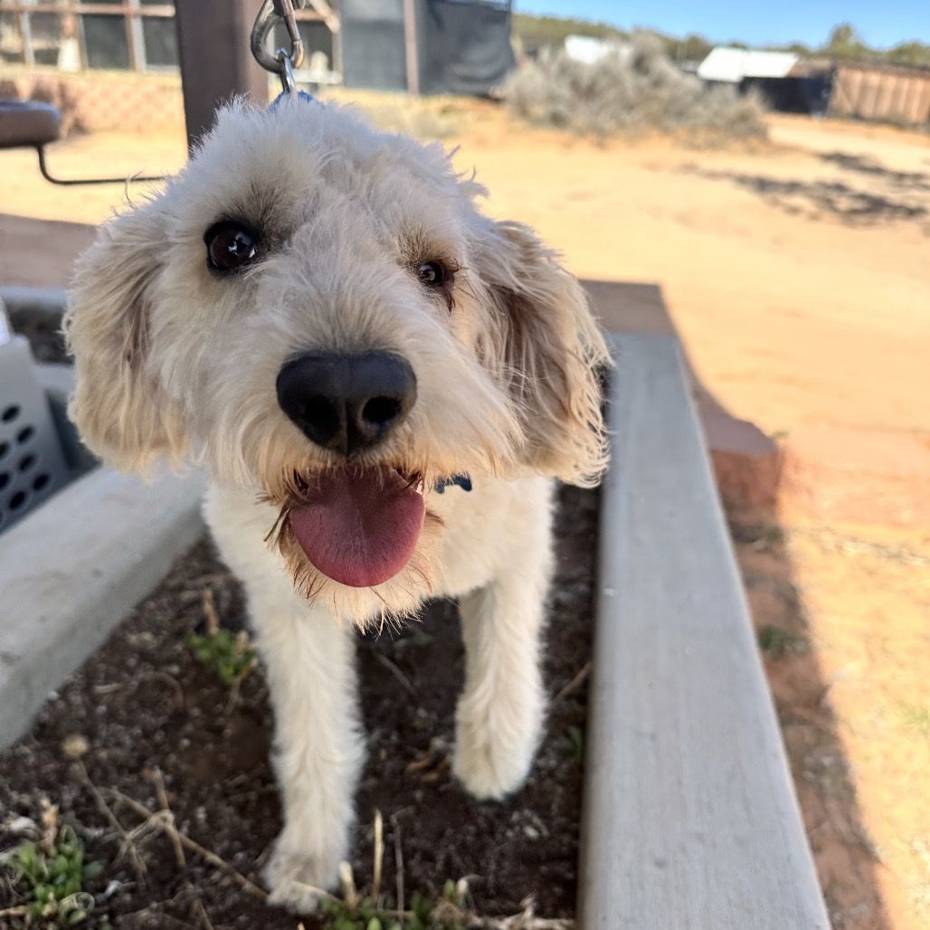 Hello my name is Snowball