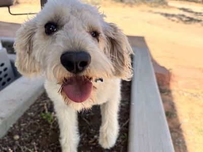 Hello my name is Snowball