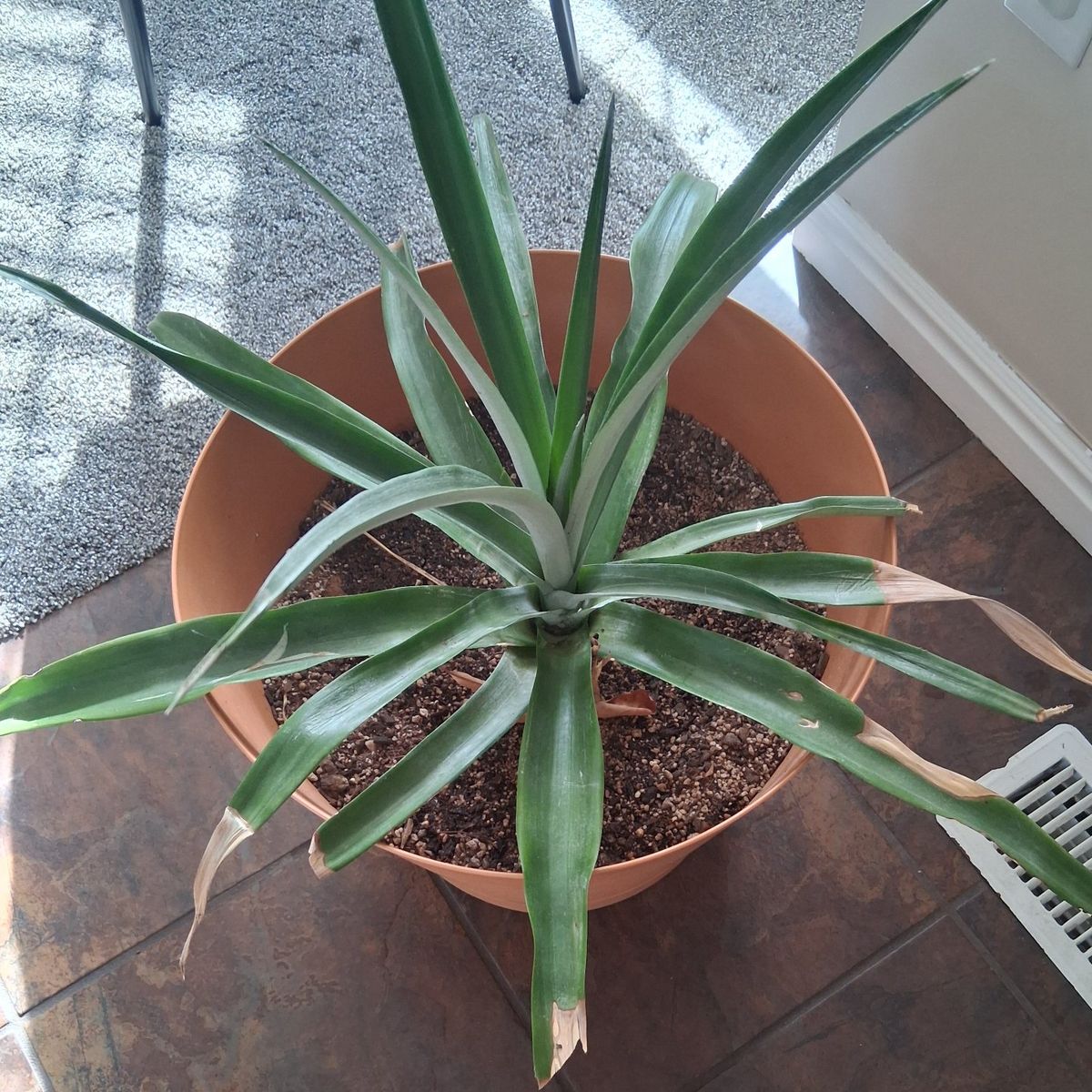 Pineapple plant and planter.