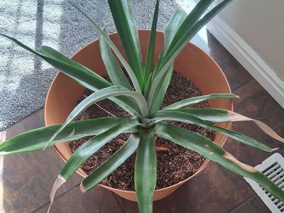 Pineapple plant and planter.