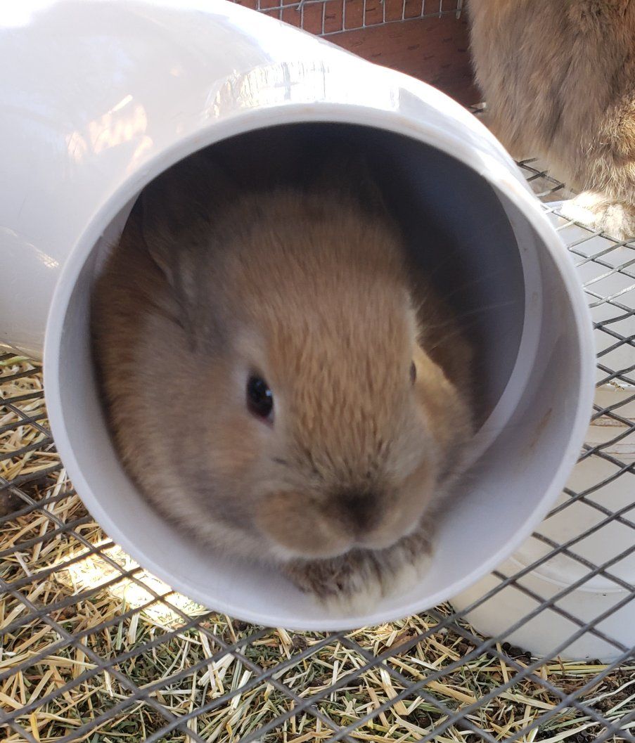 BUNNIES