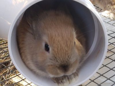 BUNNIES