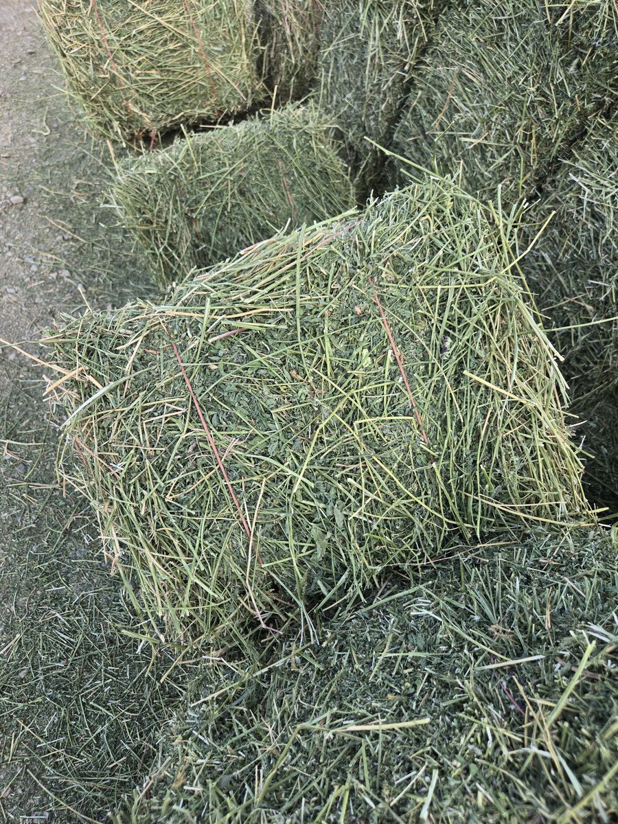 Straight Alfalfa 65-70lb bales 