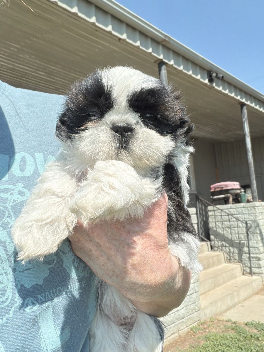 AKC Shih Tzu Puppies