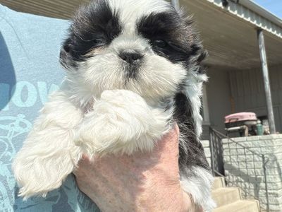AKC Shih Tzu Puppies