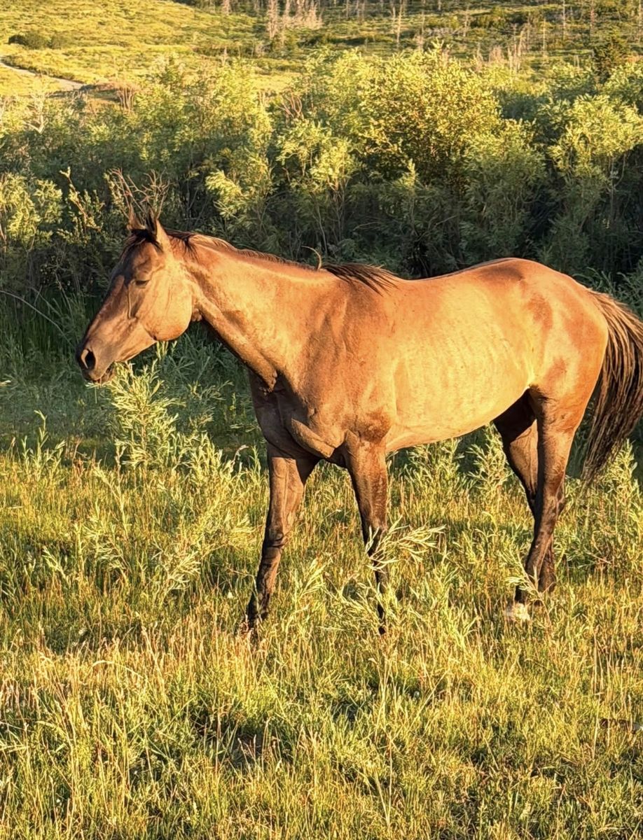 AQHA Grullo Mare