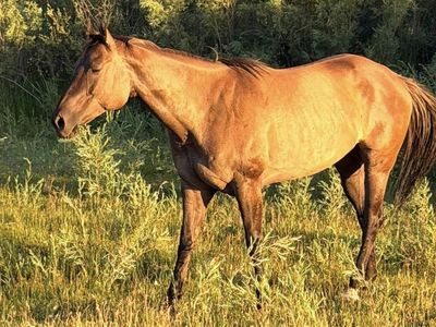 AQHA Grullo Mare