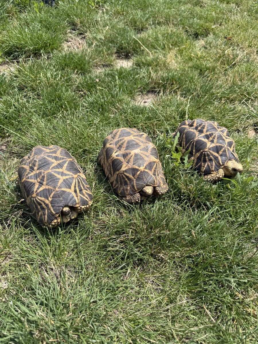 Burmese Star Tortoises