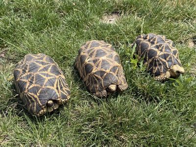 Burmese Star Tortoises