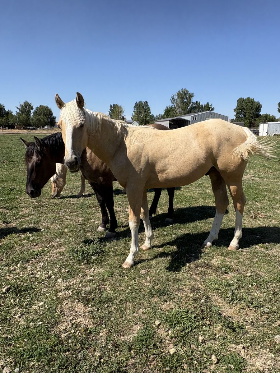 2025 Palomino Colt - Halter Broke, Gentle, Athletic Quarter Horse