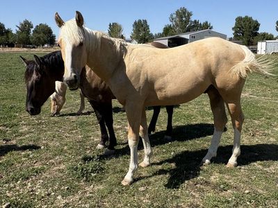 2025 Palomino Colt - Halter Broke, Gentle, Athletic Quarter Horse