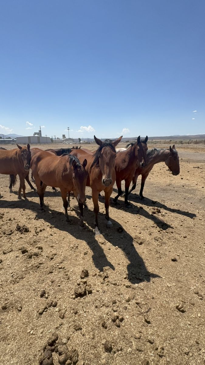 8 Registered 2- & 3-Year-Old Fillies & Geldings Available