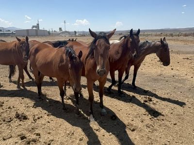 8 Registered 2- & 3-Year-Old Fillies & Geldings Available
