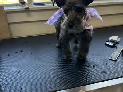 Tiny female mini schnauzer