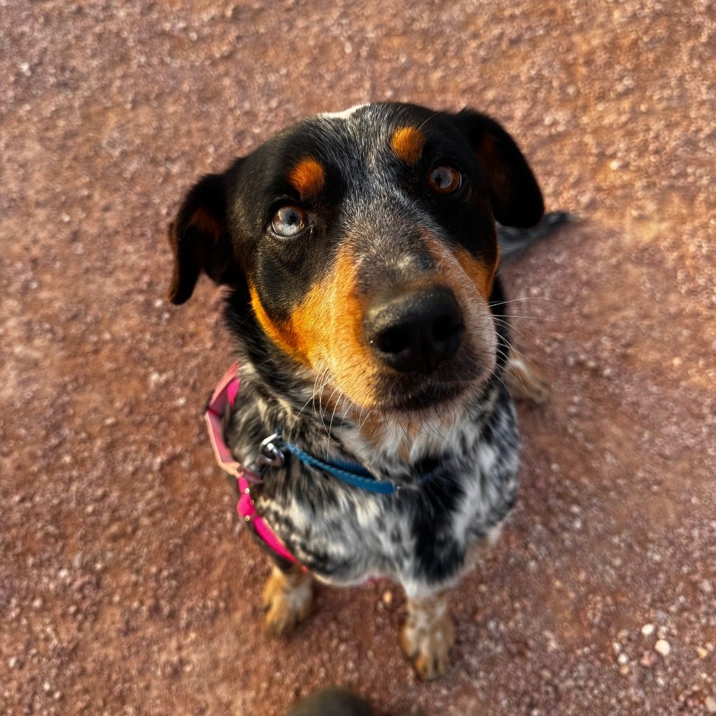 Hello my name is Lunchbox