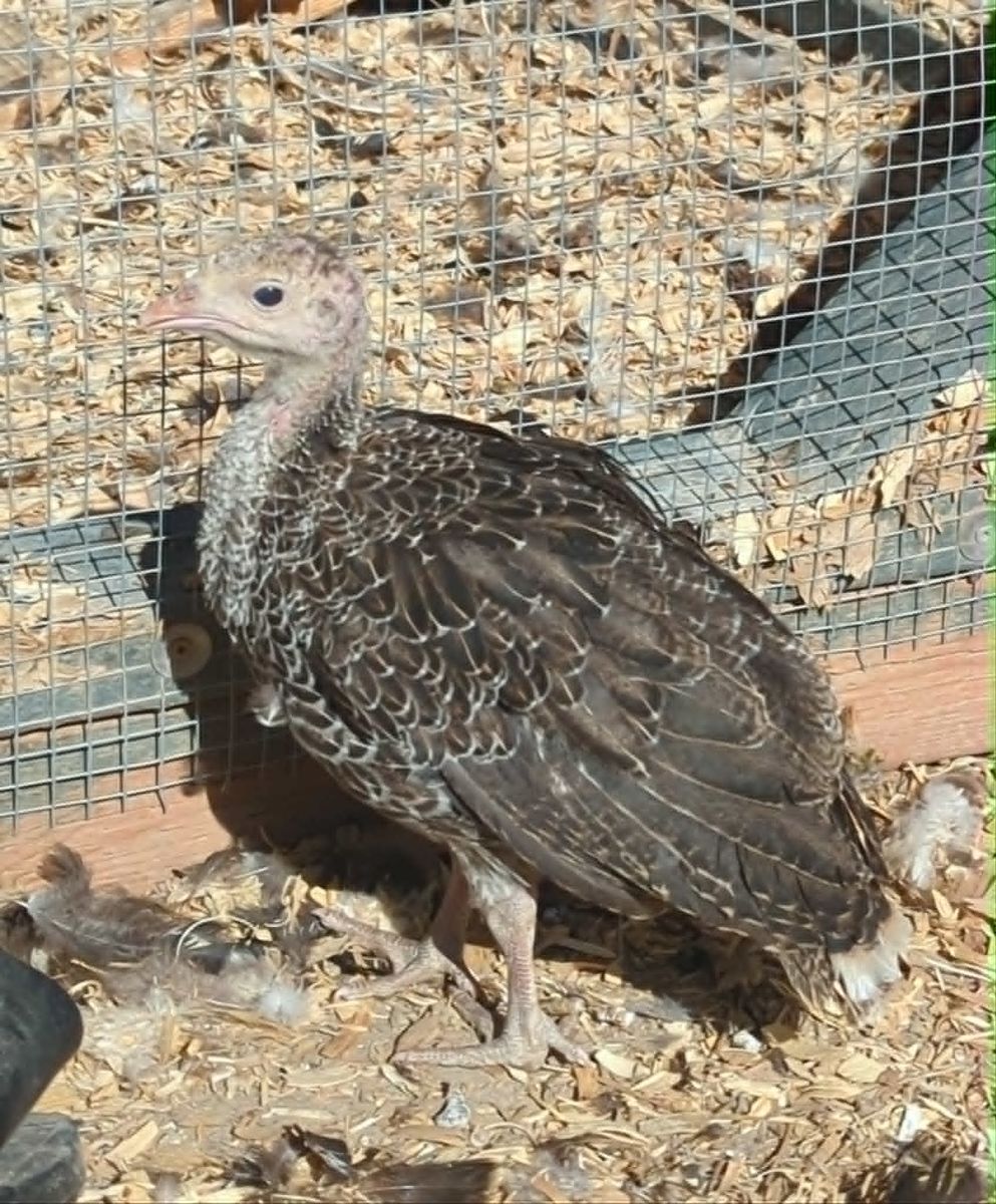 Coop Ready Heritage Turkeys