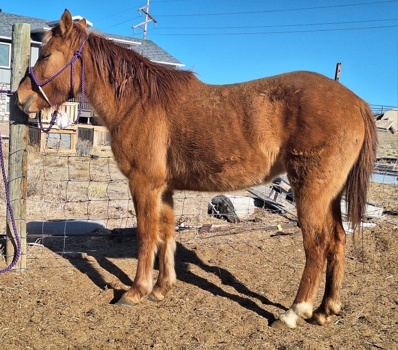 3yr Old Grade Pony Mare