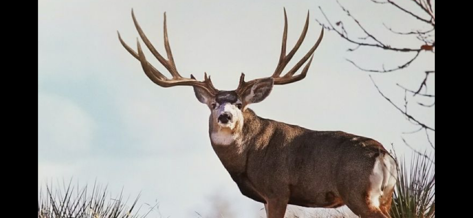 Looking to buy large mule deer mounts, racks and sheds