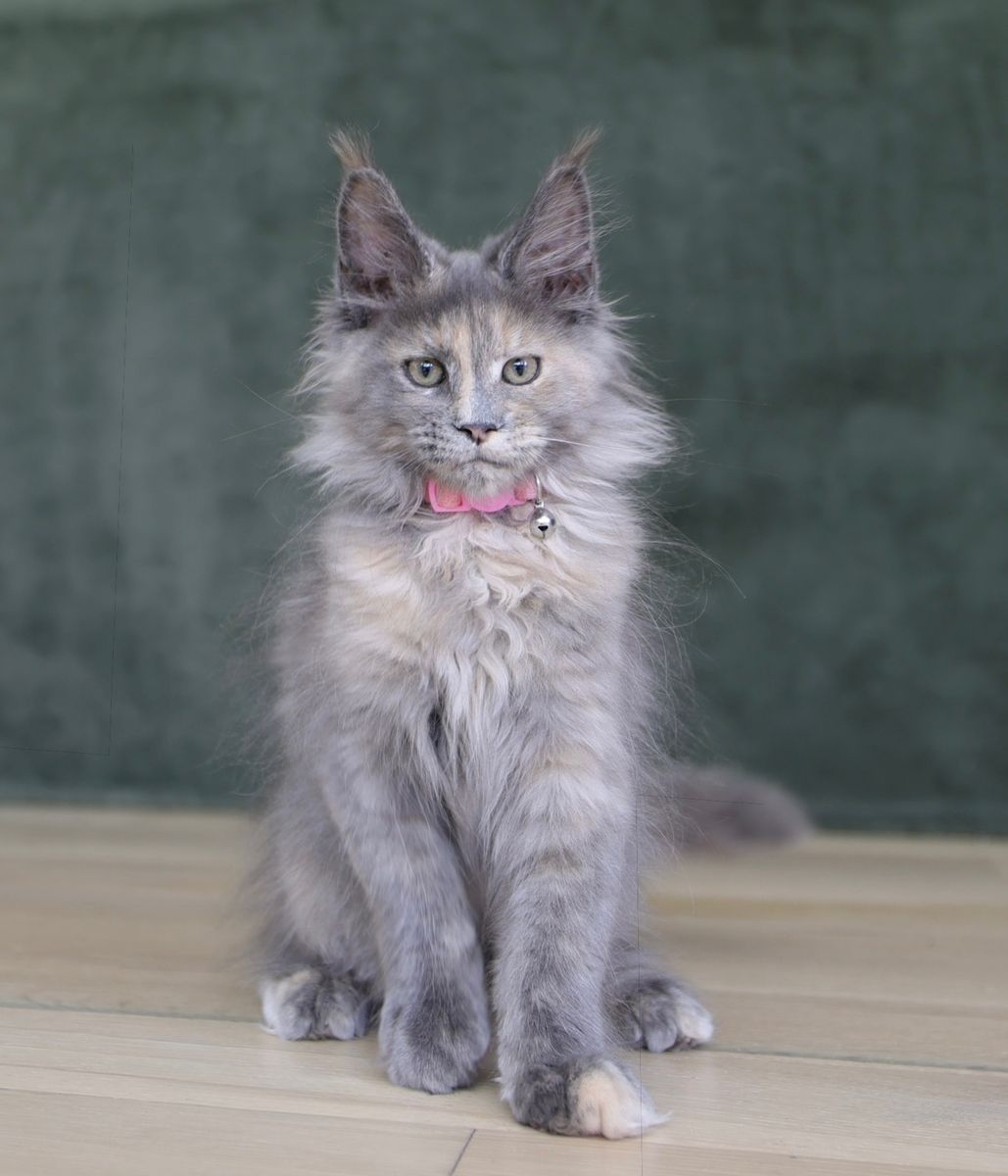 Tica Registered Maine coon kittens