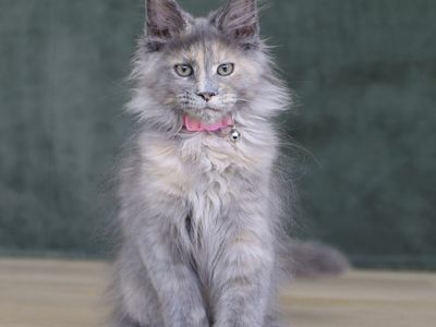 Tica Registered Maine coon kittens
