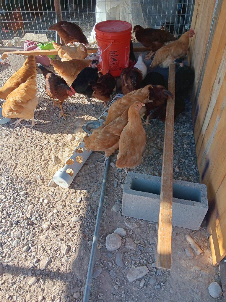 Laying Hens / Chickens - Various Breeds, barely starting to lay eggs