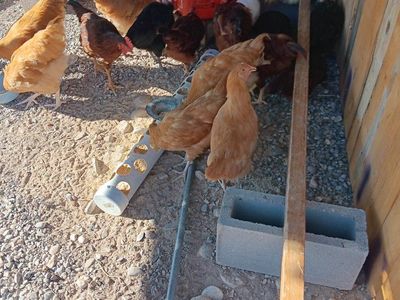 Laying Hens / Chickens - Various Breeds, barely starting to lay eggs