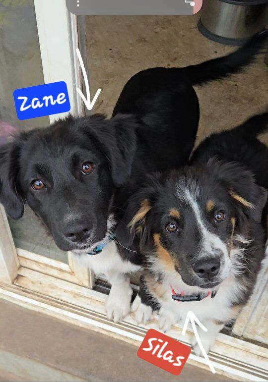 Sweet 5-Month-Old Mini Aussie Brothers Seeking Their Families