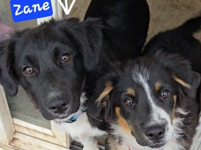 Sweet 5-Month-Old Mini Aussie Brothers Seeking Their Families