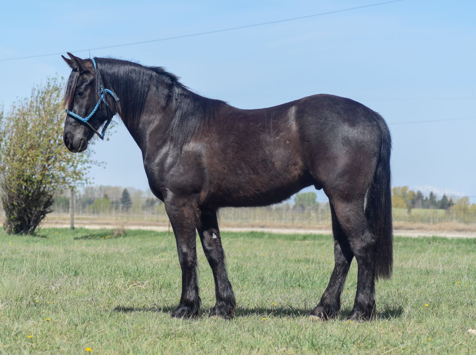Fancy 2024 Gypsian/Quarter horse gelding