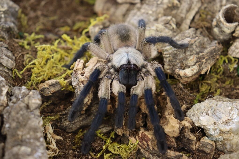 Tarantulas UPDATED 2/17/26 Males, Females, Slings…