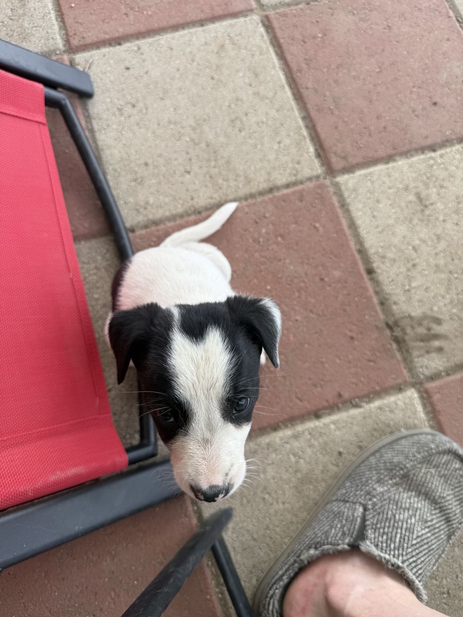 6 female border collies