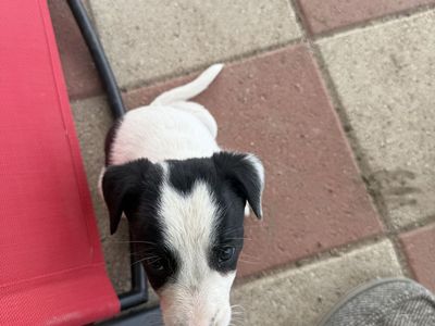 6 female border collies