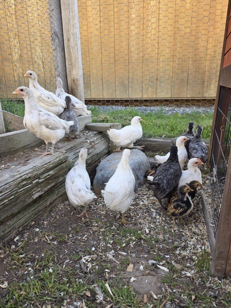 Silverrud Blue coop ready pullets