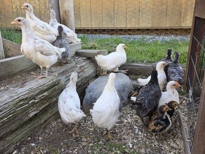 Silverrud Blue coop ready pullets
